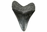 Serrated, Fossil Megalodon Tooth - South Carolina #297500-1